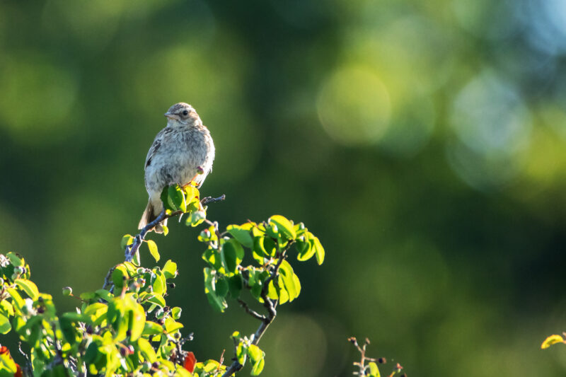 Alouette lulu près de Rémuzat